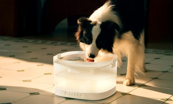 Elfin Fountain - The New Generation of Pumpless™ Dog Fountain